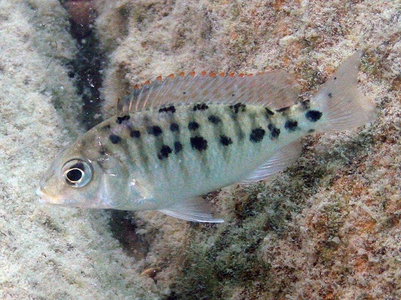 Protomelas virgatus 'Namalenje Island'